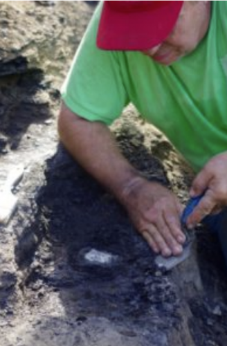 Art Sahlstein digging: AASdiscoverer and volunteer Art Sahlstein excavating around a fossil bone at the Arlington Archosaur Site in 2016. Photo by Chris Noto.