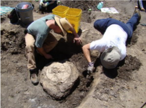 Volunteers excavating a large, intact turtle shell thatmay represent a new species. Photo by Derek Main.