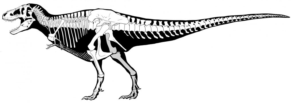 Restored skeleton of the T.rex
