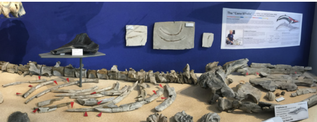 Pliocene whale on display at the Mace Brown Museum of Natural History