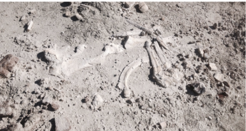 Searching for fossils in the Nebraska Badlands