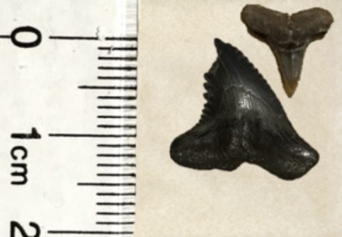 Example of two common shark teeth found by astudent. Lower left is an upper tooth of Hemipristis
serra (snaggletooth shark). Upper right is Negaprion
sp. (lemon shark). Photo by Megha Mahapatra
(modified by K. Bostick).