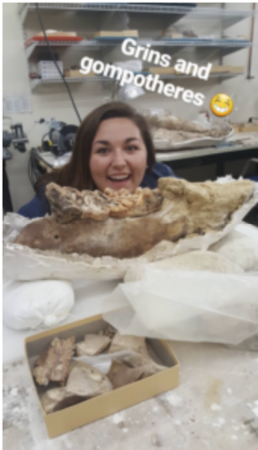 Grinning through thegomphotheres fossils found
in the Florida Museum of
Natural History vertebrate
collections.