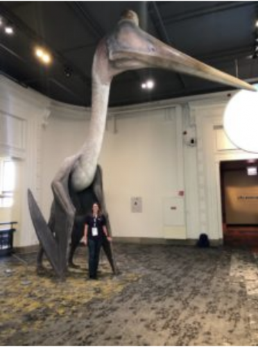 Life size pterosaur at the Field Museum!