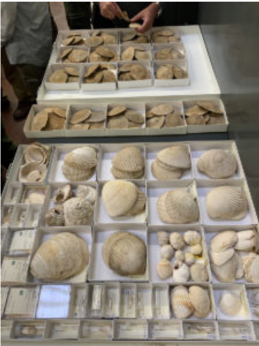 Figure 4. Natural History Museum ofLos Angelos County Collections