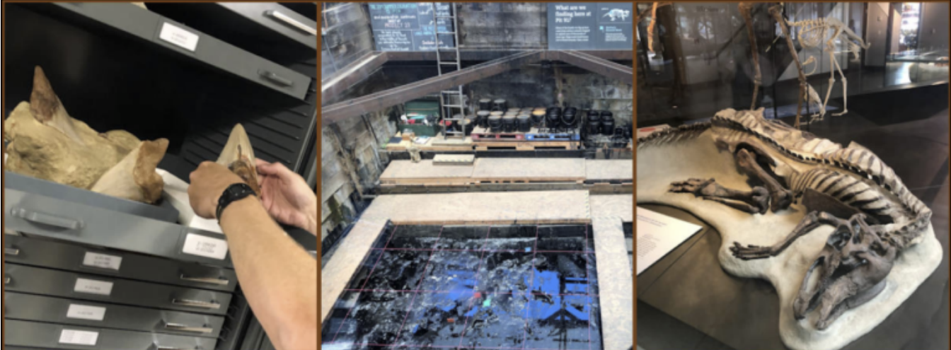 Looking at the collections in the Alf Museum – An excavation at a tar pit in La Brea – The articulated juvenileEdmontosaurus (LACM 23504) displayed in the NHM of Los Angeles County.