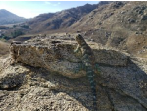 A local lizard (genus Sceloporus) on Box SpringMountain near Riverside.