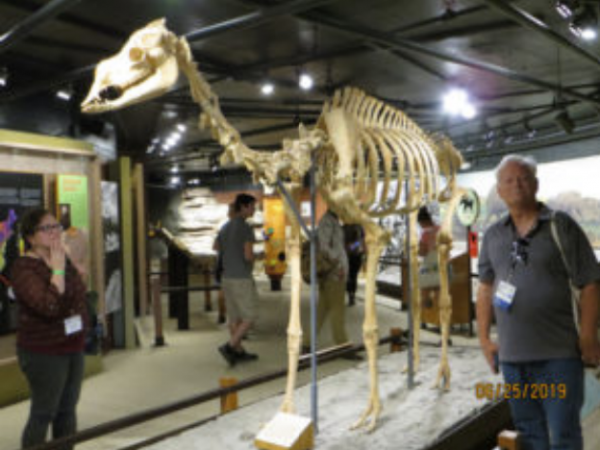 Mid-conference field trip to the Raymond Alf Museum of Paleontology. Photo by Tom Bantel