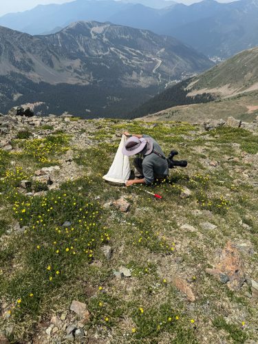 Ph.D. student Sajan KC collecting butterflies at Wheeler Peak.