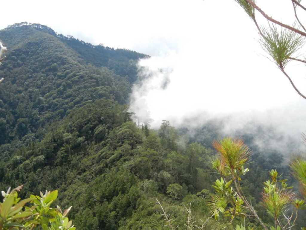 Caribbean Biogeographyand Biodiversity Studies