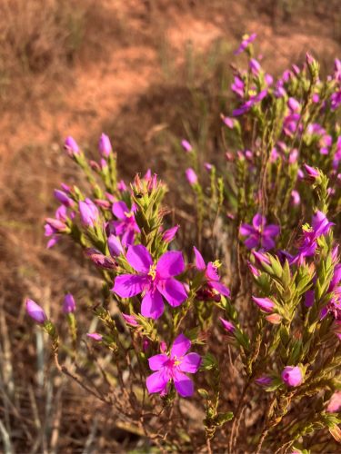 plant with pink flowers