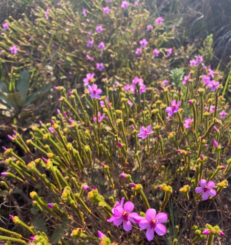plant with pink flowers