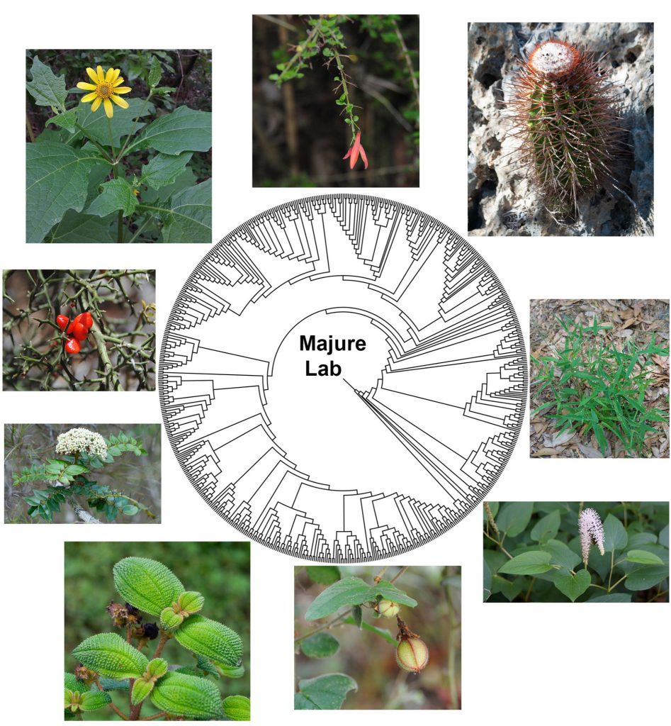 collection of plant photos