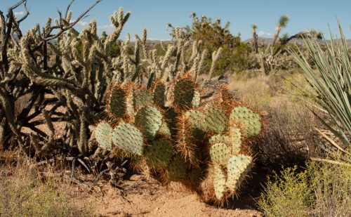 Prickly Pear Evolution