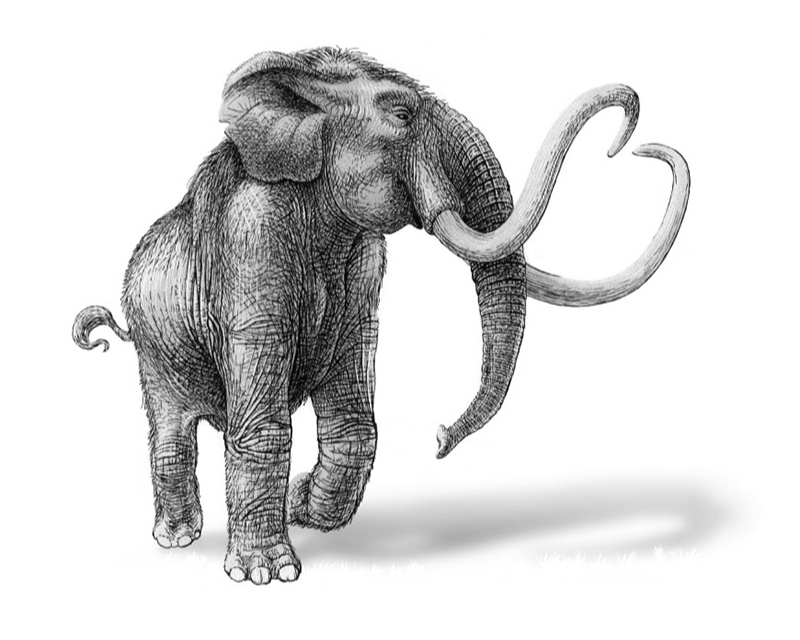 drawing of a mammoth