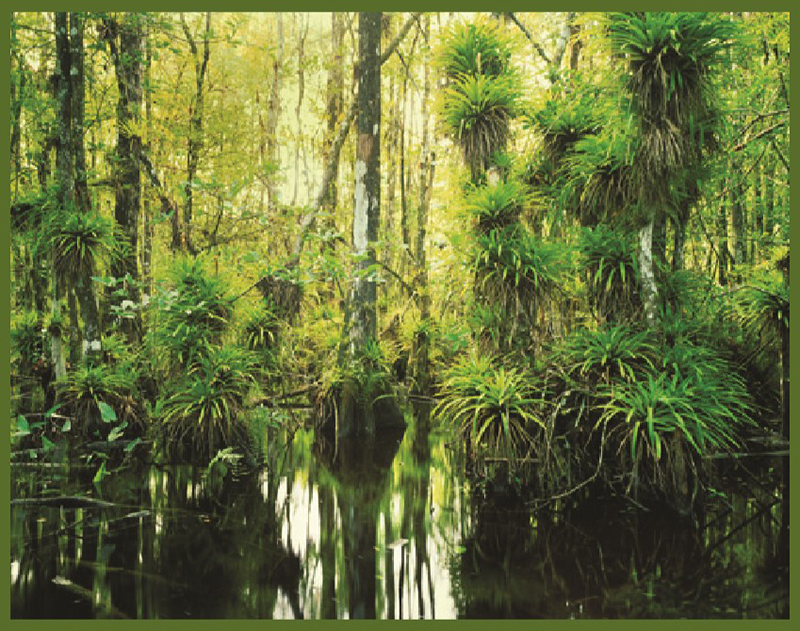 swamp with native Florida plants