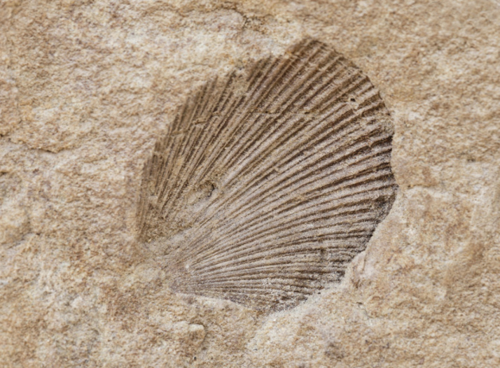 Make a Fossil – For Educators