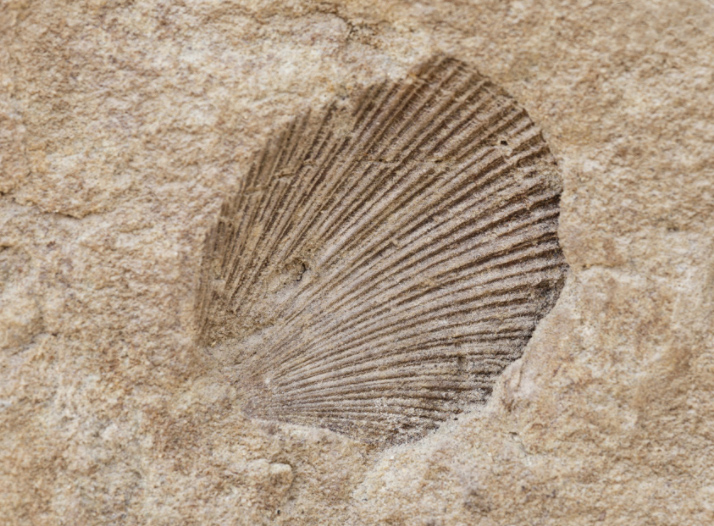 Sites-fossil-fr-Site