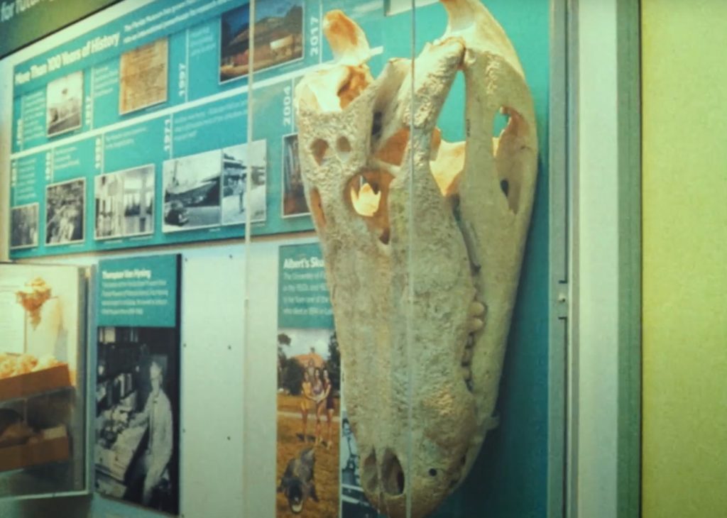 alligator skull in museum display
