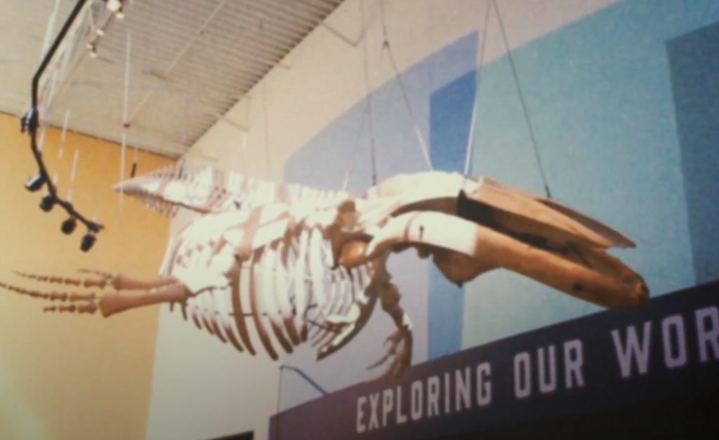 humpback whale skeleton hanging display