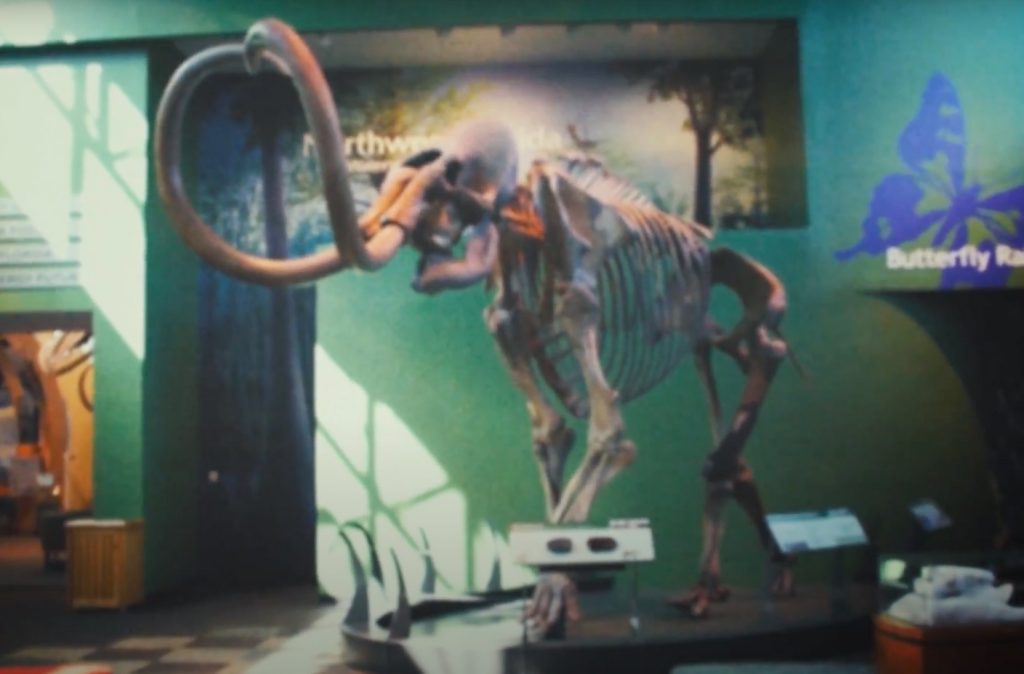 mammoth skeleton in museum lobby