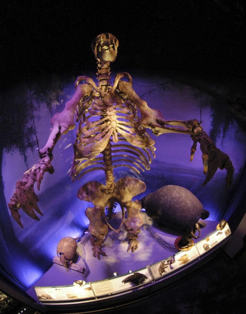 sloth skeleton in exhibit hall