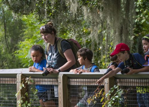 kids photographing nature from a boardwalk