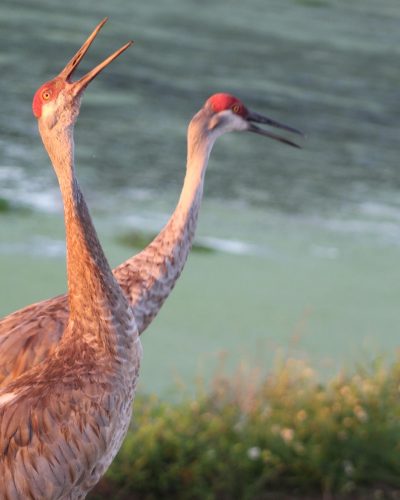 sandhill crane