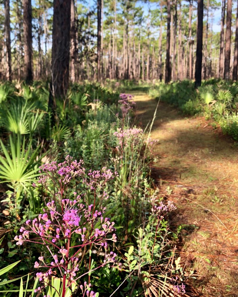 trail with purple flowers
