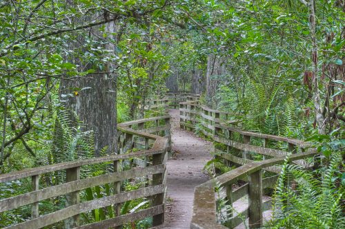 Boardwalk through the marsh