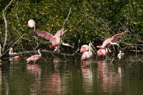 A cluster of roseate spoonbills in the mangroves