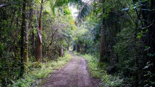 dirt road through bright green foilage