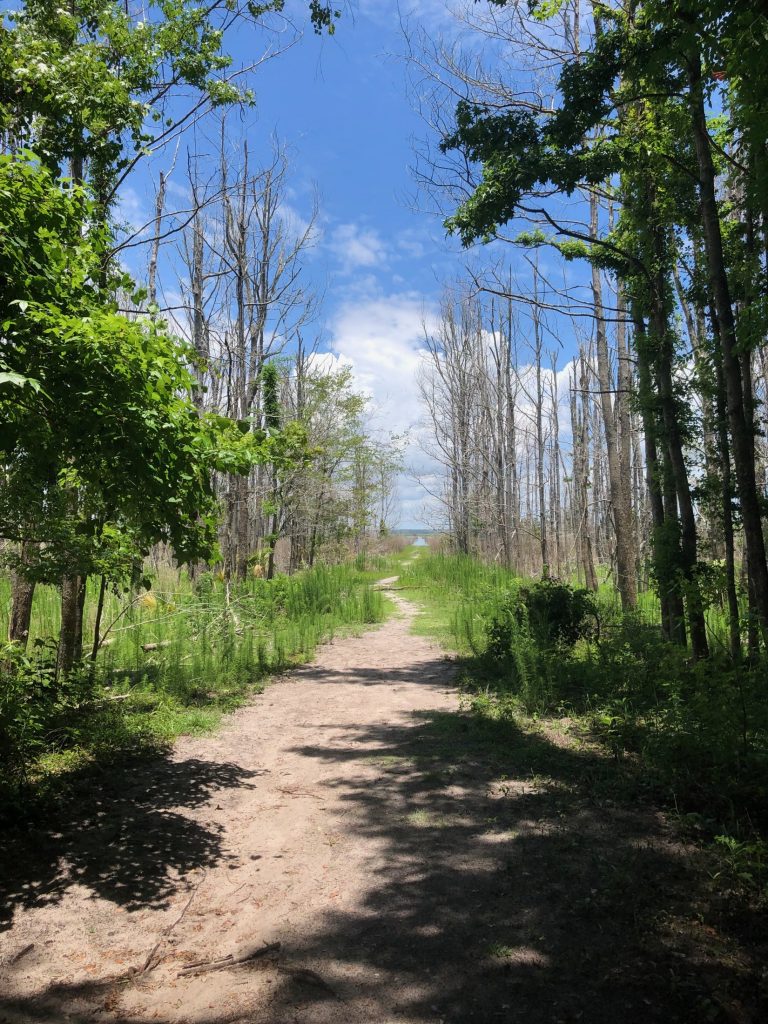 looking down path of nature trail