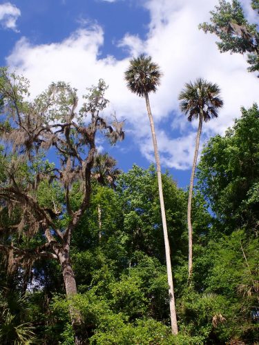 tall palm trees