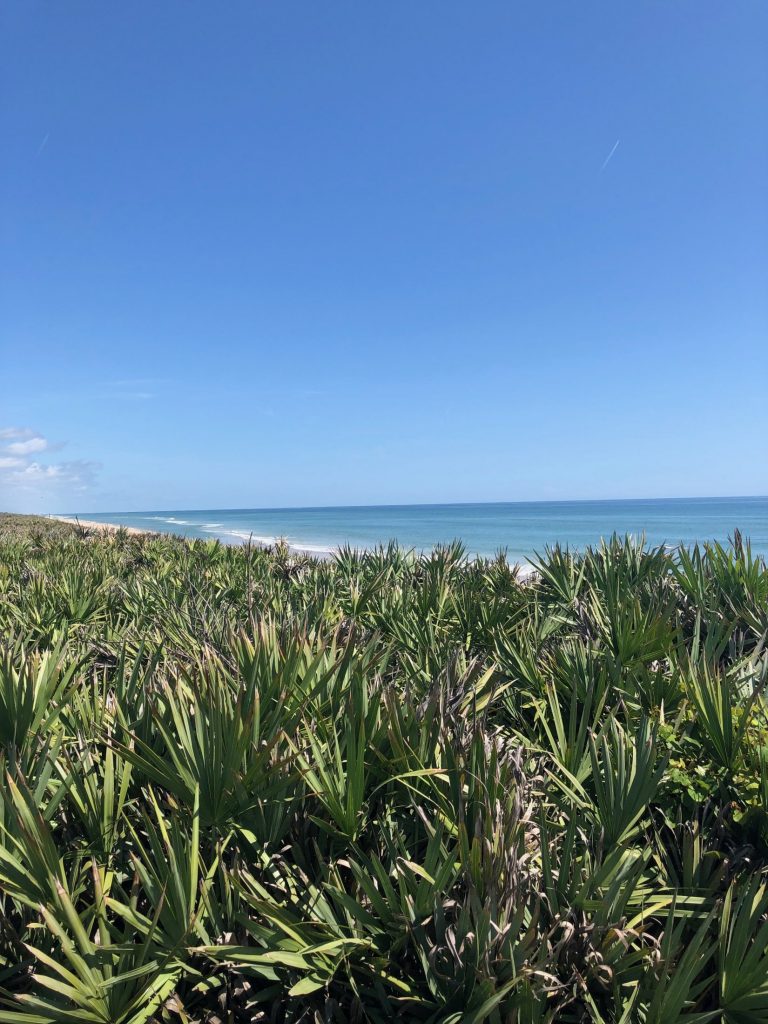 beach and palmettos