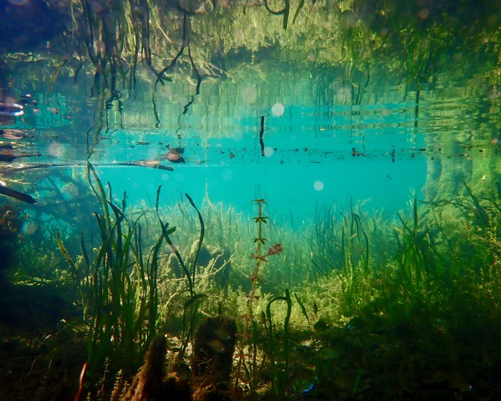 underwater view of spring