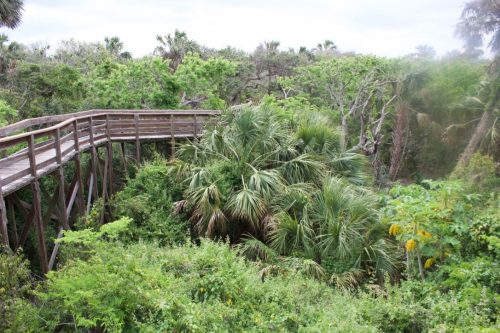 tall boardwalk through tree