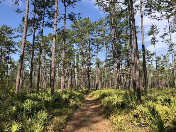 sunny trail