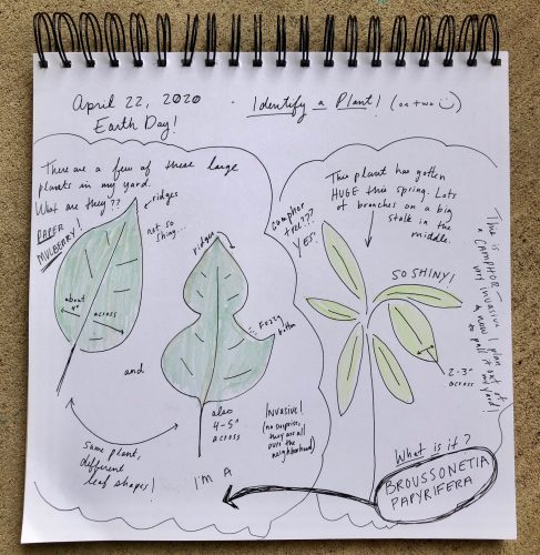 drawing of plants in nature journal