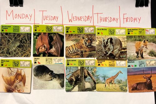 poster with days of the week and mammals listed for each