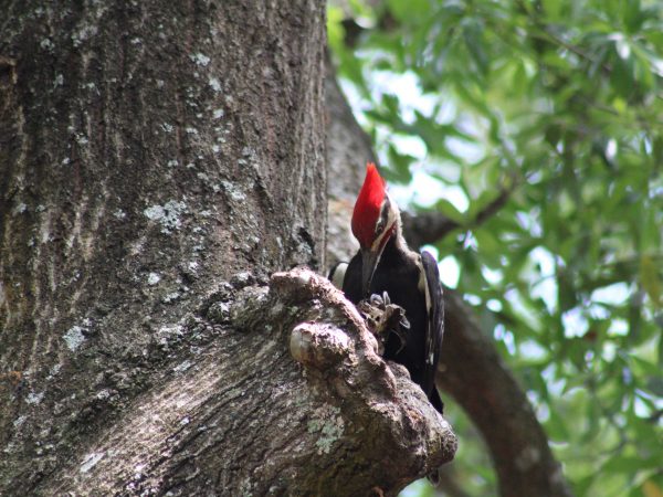 woodpecker with red crest sitting in a free