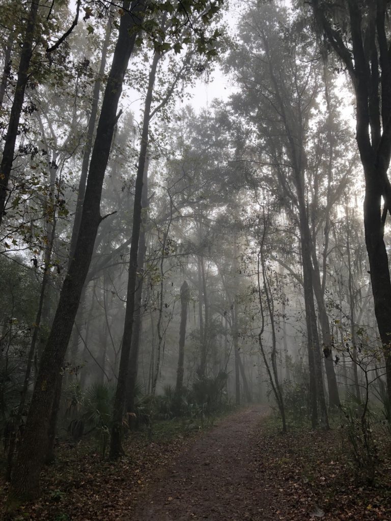 foggy trail with trees