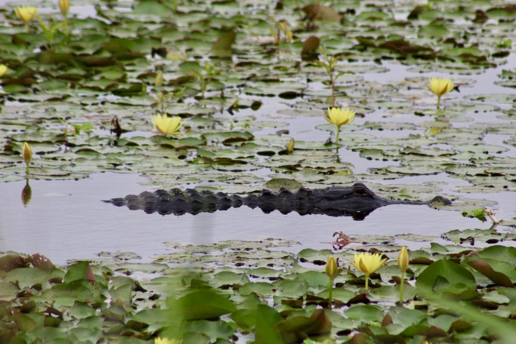 alligator in lillies