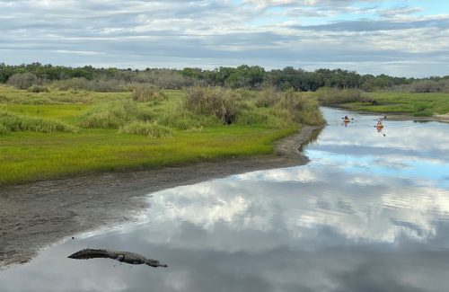 Wetlands surrounded by tall grass