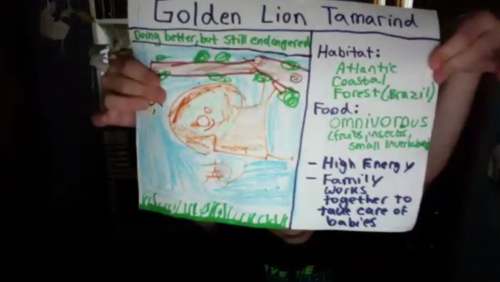 Child holding informational poster about the Golden Lion Tamarind