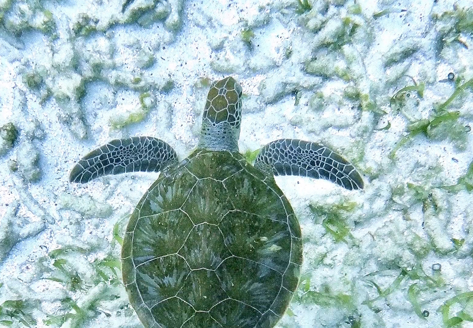 sea turtle swimming