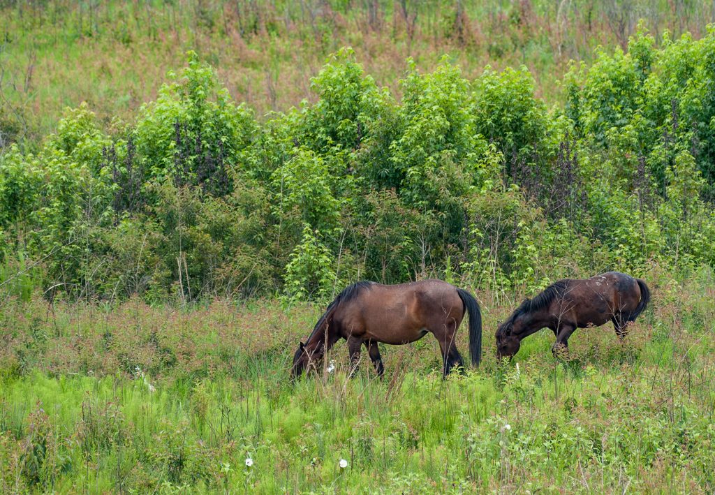two wild horse grazing in Paynes Prairie