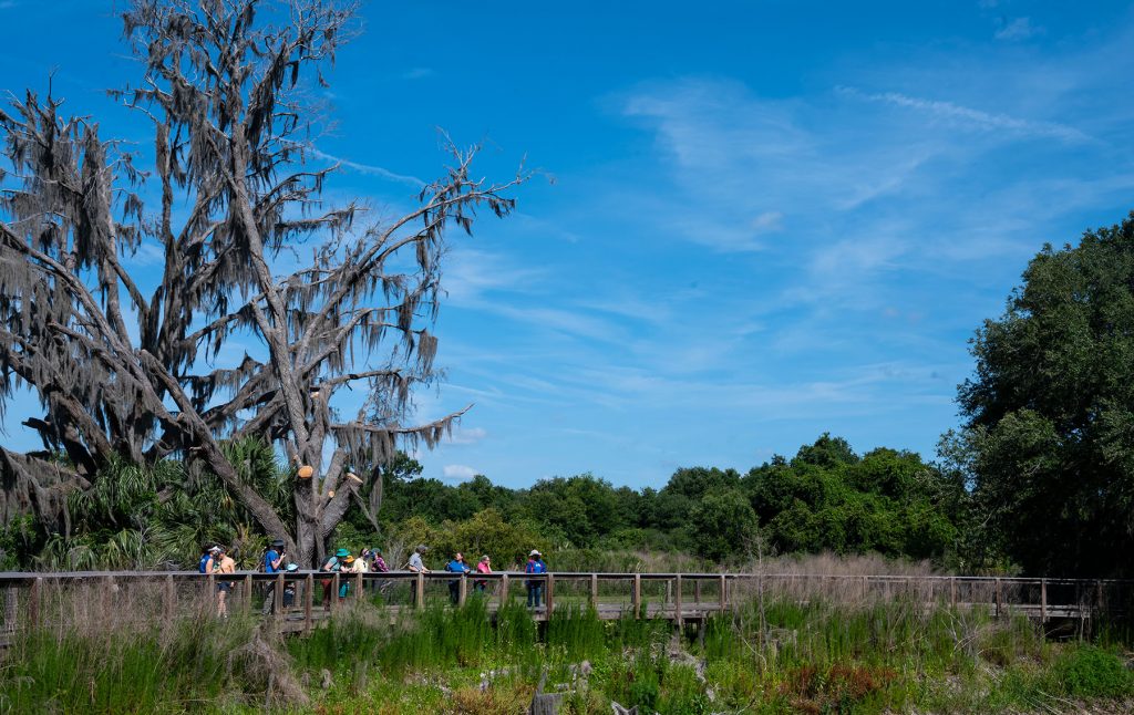 Tour walks along wooden pathways of Paynes Prairie