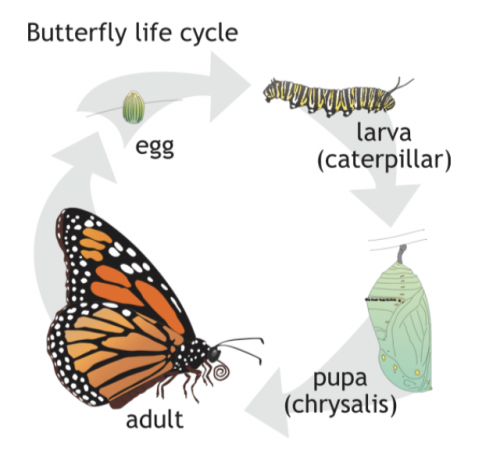 illustration showing butterfly life cycle from egg to Larva (caterpillar) pupa (chrysalis) to adult
