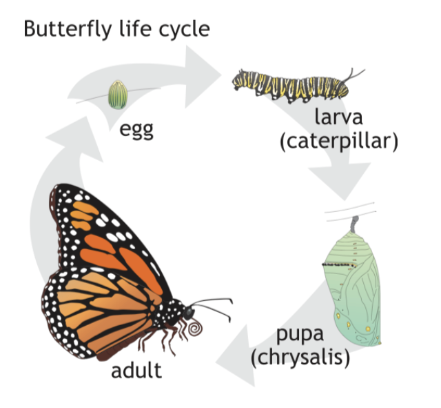 Butterfly Life Cycle – For Educators